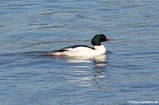 männlicher Gänsesäger (Mergus merganser) im Rhein bei Widdig