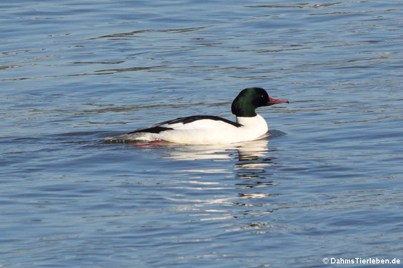 Mergus merganser