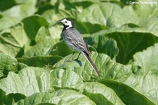 Bachstelze (Motacilla alba alba) in Bornheim (Rheinland)