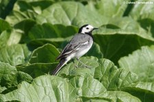Bachstelze (Motacilla alba alba) in Bornheim (Rheinland)