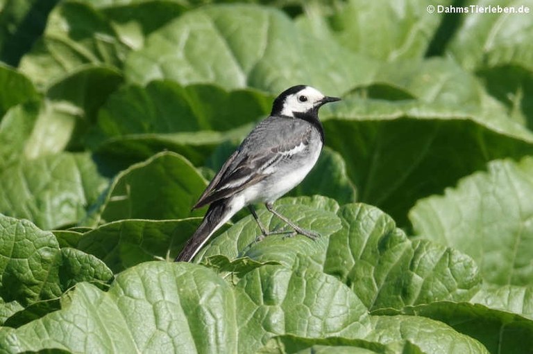 Motacilla alba alba