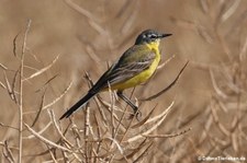 Wiesenschafstelze (Motacilla flava flava) in Bornheim (Rheinland)