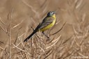 Motacilla flava flava