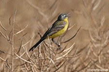 Wiesenschafstelze (Motacilla flava flava) in Bornheim (Rheinland)