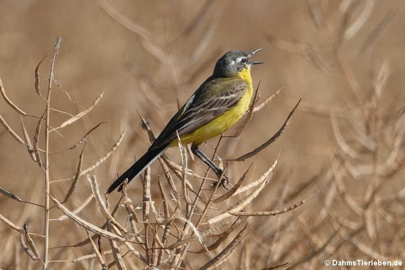 Motacilla flava flava-1