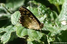 Waldbrettspiel (Pararge aegeria tircis) am Rhein bei Wesseling