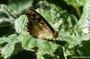 Pararge aegeria tircis