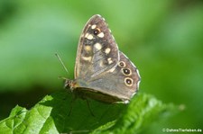 Waldbrettspiel (Pararge aegeria tircis) am Rhein bei Wesseling