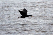 Großer Kormoran (Phalacrocorax carbo sinensis) über dem Rhein bei Wesseling