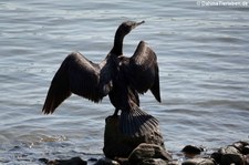 Großer Kormoran (Phalacrocorax carbo sinensis) am Rhein bei Widdig