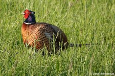 Männlicher Fasan (Phasianus colchicus) in Graurheindorf