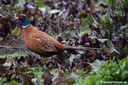 Phasianus colchicus