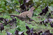 Weiblicher Fasan (Phasianus colchicus) in Graurheindorf