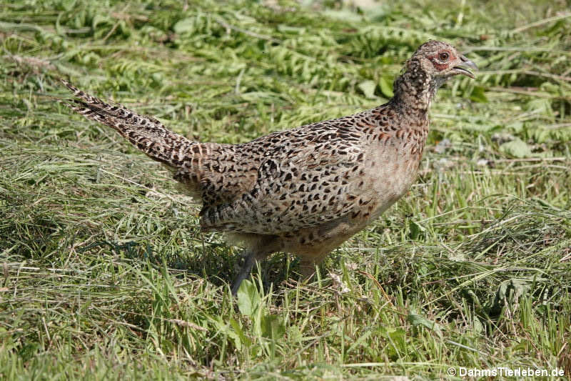 Phasianus colchicus