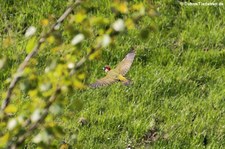 Grünspecht (Picus viridis viridis) in Finkens-Garten, Köln-Rodenkirchen