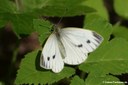 Pieris napi