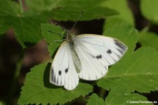 Rapsweißling (Pieris napi) am Rhein bei Wesseling