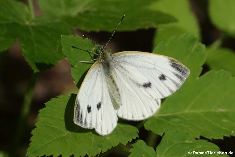 Pieris napi