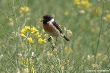 Schwarzkehlchen (Saxicola rubicola rubicola) in Bornheim (Rheinland)