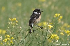 Schwarzkehlchen (Saxicola rubicola rubicola) in Bornheim (Rheinland)