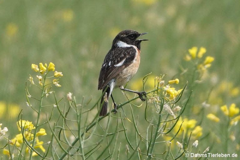 Saxicola rubicola rubicola