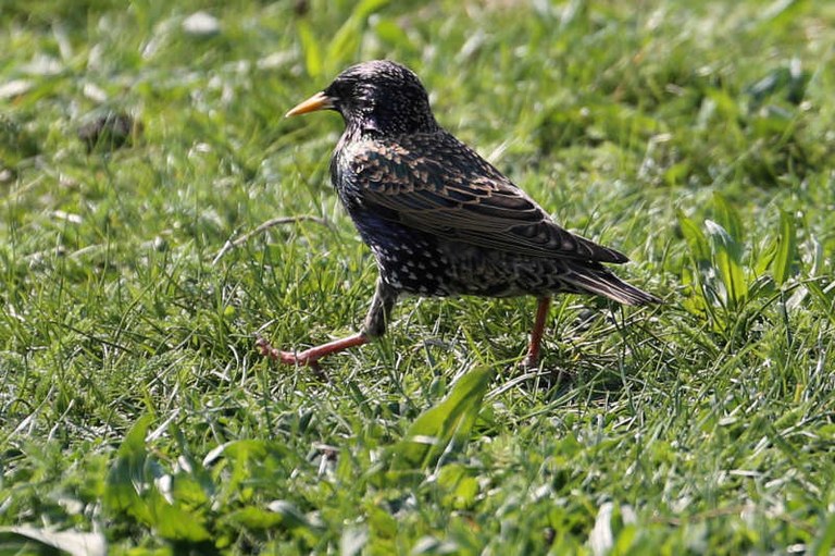 Sturnus vulgaris vulgaris