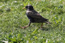 Star (Sturnus vulgaris vulgaris) in Graurheindorf