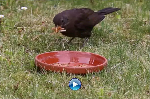 Video Transportwunder Amsel