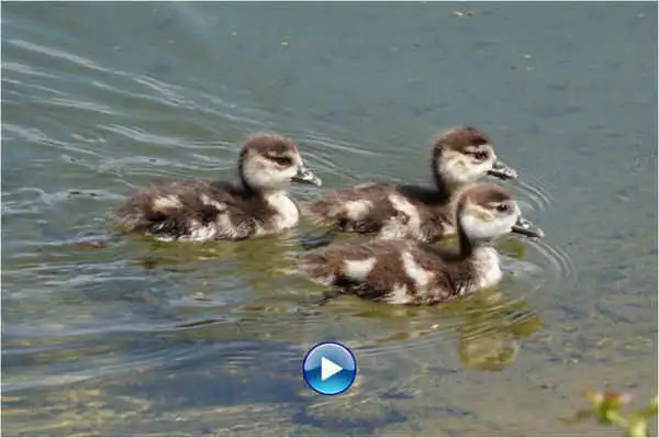 Video Nachwuchs bei den Wasservögeln