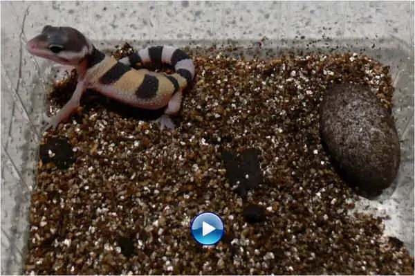 leopardgecko_video.jpg