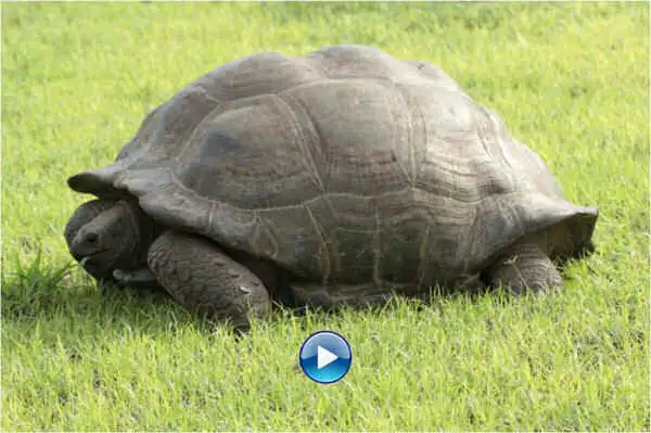 Aldabrachelys gigantea