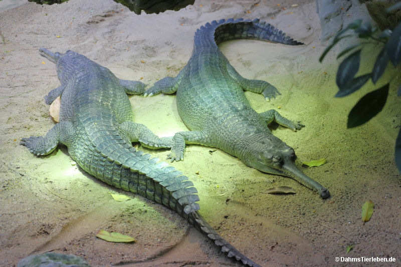 Gangesgaviale (Gavialis gangeticus)