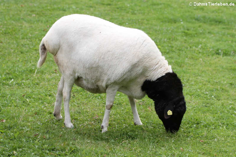 Somali-Schaf Somali-Schaf-1