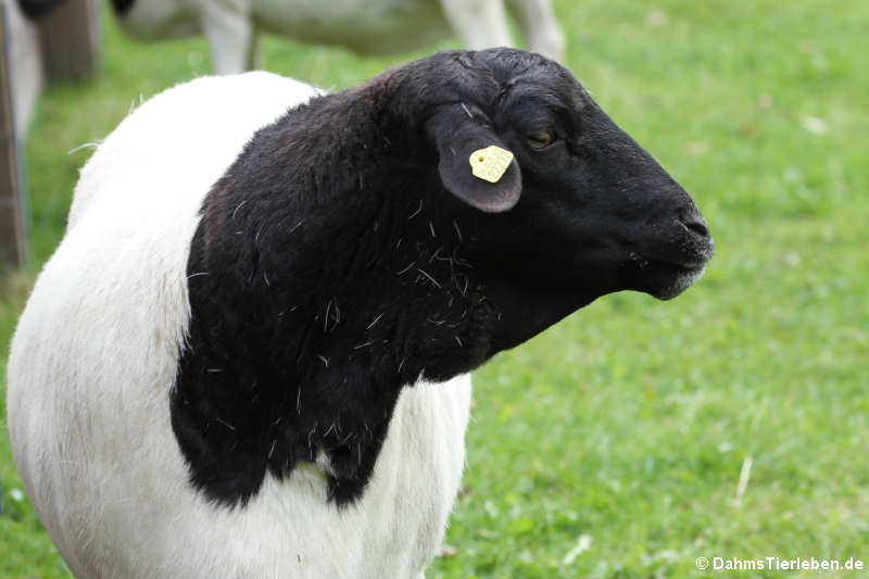 Somali-Schaf oder Schwarzkopf-Schaf (Ovis ammon f. aries) 