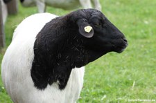 Somali-Schaf im Euregiozoo Aachen