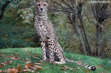 Gepard (Acinonyx jubatus jubatus) im Tiergarten Schönbrunn, Wien