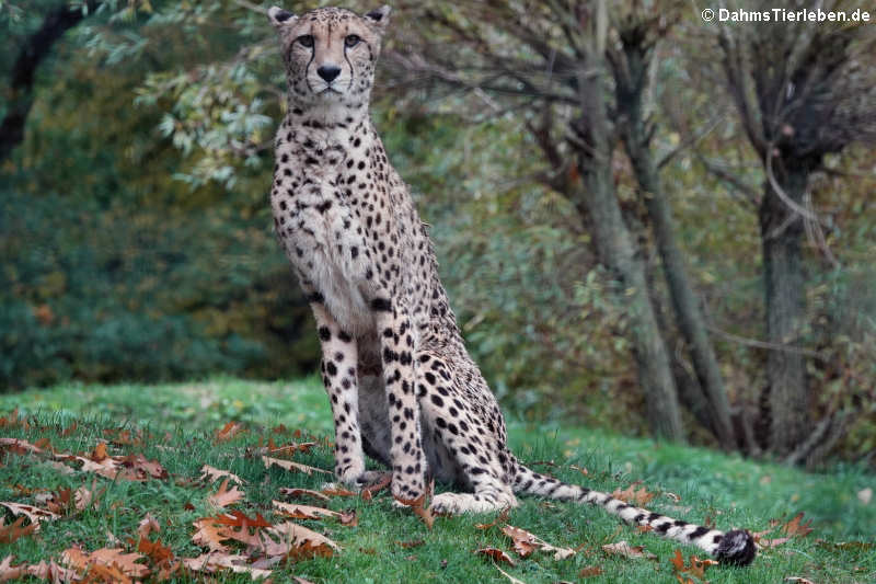 Südafrikanischer Gepard (Acinonyx jubatus jubatus)