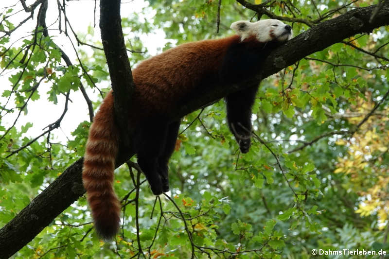 Westlicher Kleiner Panda (Ailurus fulgens)