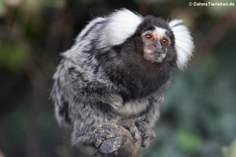 Callithrix jacchus-2