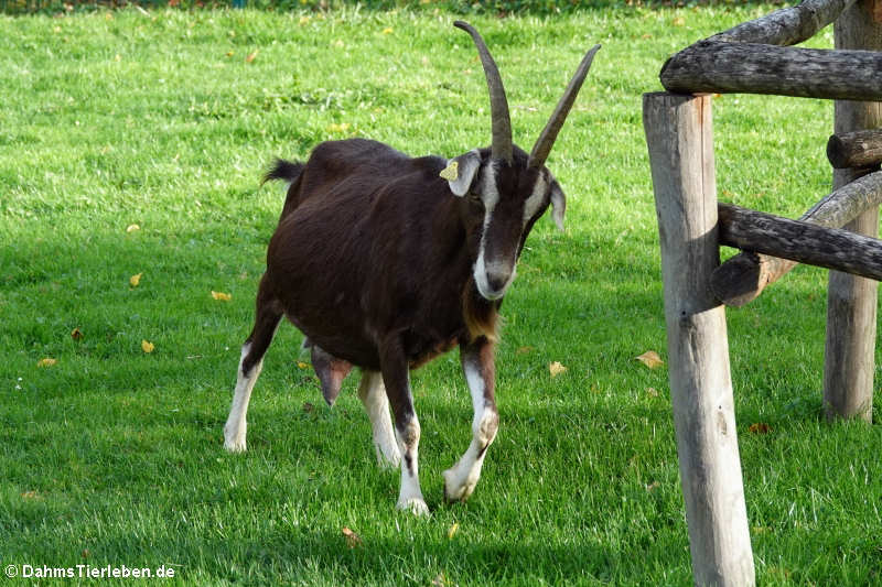 Thüringer Waldziege (Capra aegagrus f. hircus)