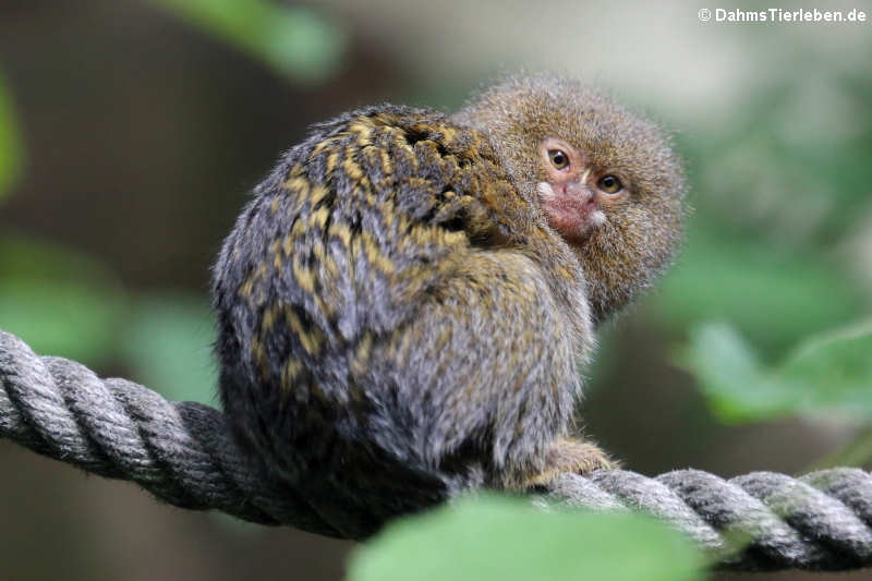 Zwergseidenäffchen (Cebuella pygmaea)