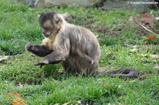 Haubenkapuziner (Cebus apella) im Euregiozoo Aachen