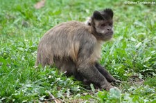 Haubenkapuziner (Cebus apella) im Euregiozoo Aachen