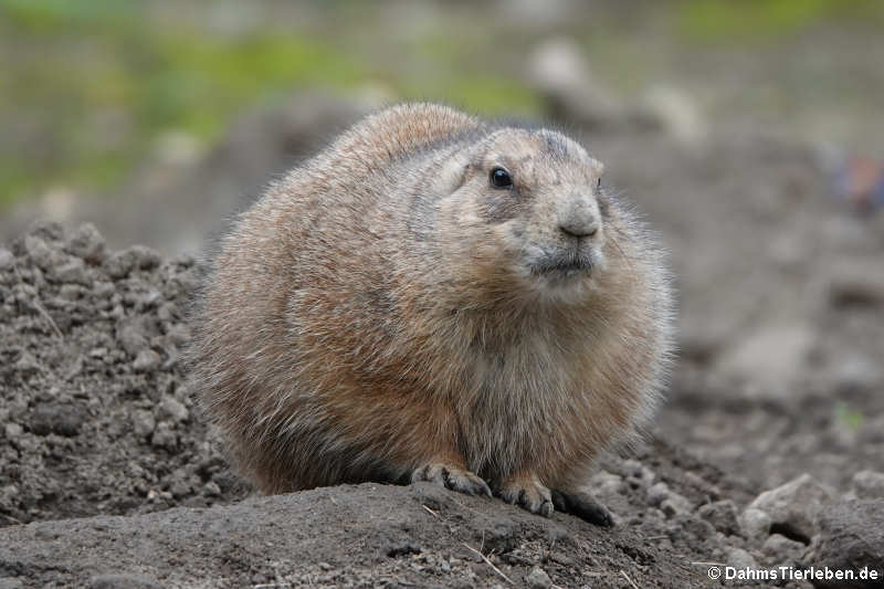 Schwarzschwanz-Präriehund (Cynomys ludovicianus)