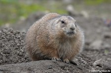 Schwarzschwanz-Präriehund (Cynomys ludovicianus) im Euregiozoo Aachen