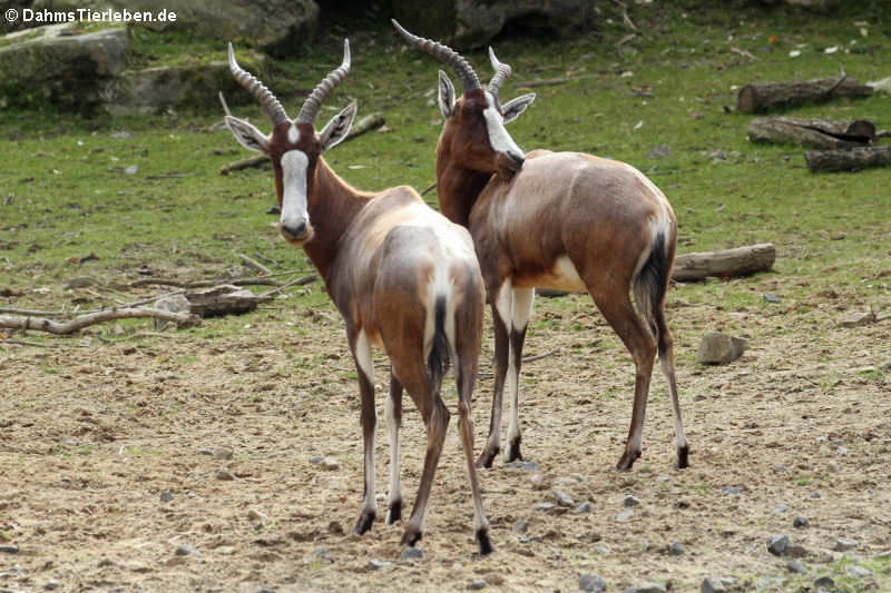 Blessböcke (Damaliscus pygargus phillipsi)