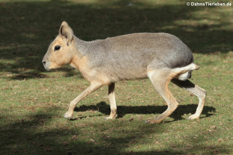 Großer Pampashase oder Großes Mara (Dolichotis patagonum)