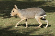 Großer Pampashase oder Mara (Dolichotis patagonum) im Euregiozoo Aachen