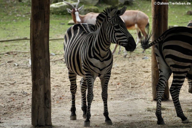 Grant-Zebras (Equus quagga boehmi)