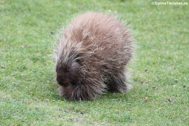 Erethizon dorsatum-2